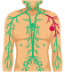 Lymphoma