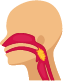Nasopharynx