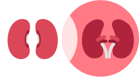 beans kidney