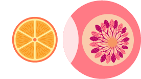 citrus breast