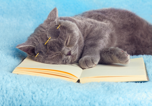 cat sleeping on book