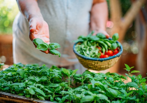 harvesting-fresh-basil-aia-malaysia