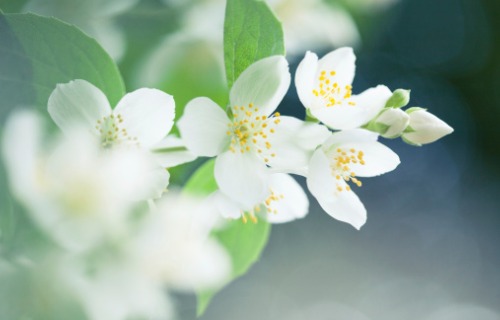jasmine-flower-on-tree-aia-malaysia