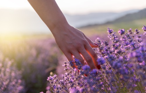 touching-the-lavender-aia-malaysia