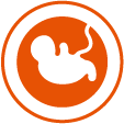 Fetus developing