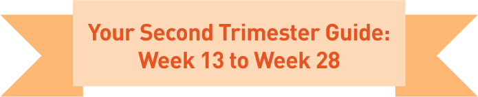 your second trimester guide