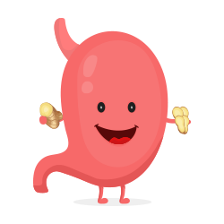 Stomach