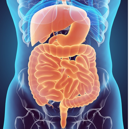 human-male-xray-digestive-system-picture-aiamalaysia