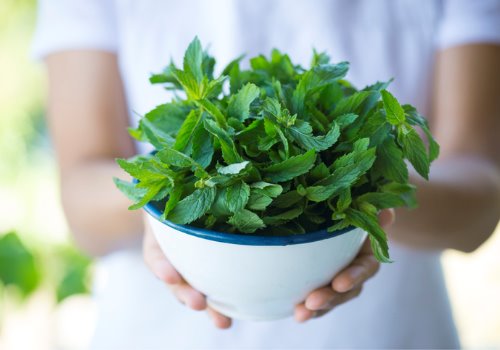 holding-green-fresh-mint-picture-aia-malaysia