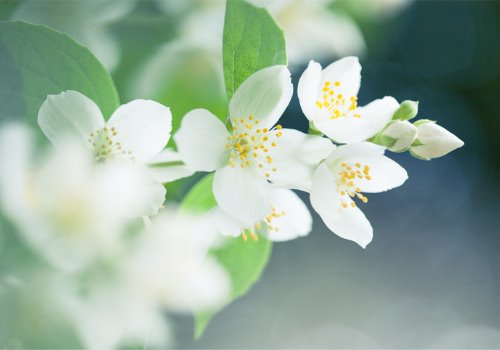 jasmine-flower-picture-aia-malaysia