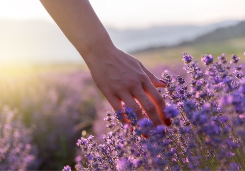 touching-lavendar-aia-malaysia