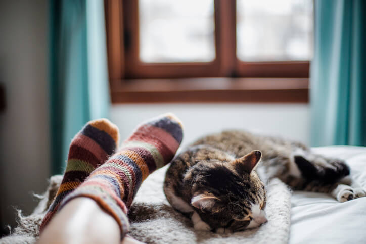 Cat Sleeps